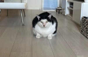 猫のお世話　ハナくん