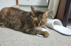 猫ちゃんのチロちゃんと麦ちゃん