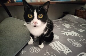 猫ちゃんのちはやちゃん、しのぶちゃん、あらたくん