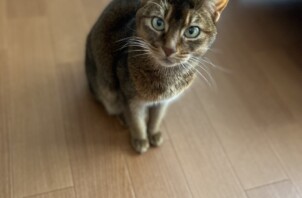 伊勢崎市　猫のペットシッター