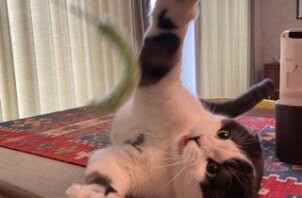 柏市　猫のペットシッター