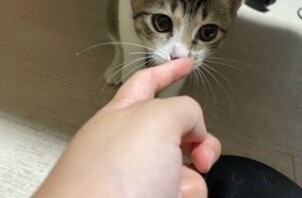 流山市　猫のペットシッター