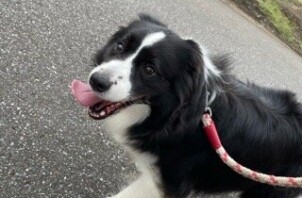 柏市　犬のペットシッター
