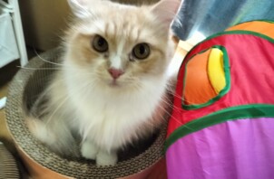 猫ちゃんのシェーロバンちゃん