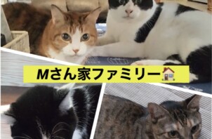 個性豊かなファミリー猫ちゃん達