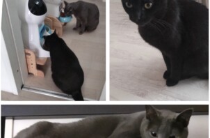 仲睦まじい２キャッツ