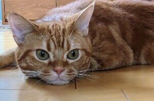 松戸市　猫のペットシッター
