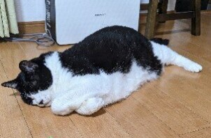 柏市　猫のペットシッター