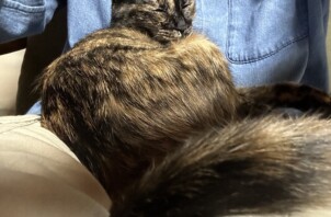我が家の猫ちゃんの甘え方
