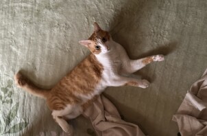 冬服やコタツ布団を出す時期、猫のために気をつけたいこと