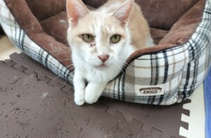 猫ちゃんのちーちゃん、らんちゃん、ふうちゃん