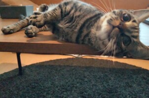 すぐに友達になってくれた猫ちゃん