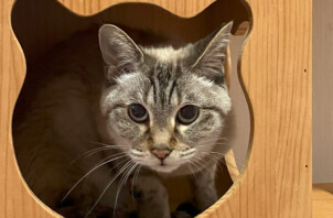 猫、ミーコちゃんのペットホテル