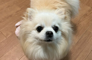 ポメチワ、テラちゃんのペットホテル