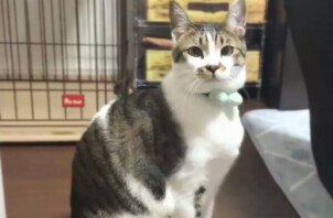 猫、ミントちゃんのペットシッター