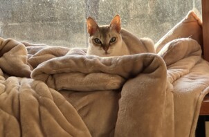 お仕事で出会った猫ちゃん
