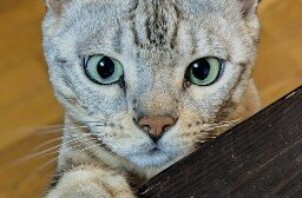 ヴェントちゃん