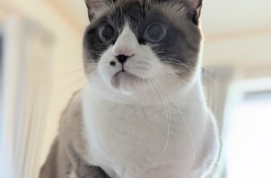 あずきちゃん