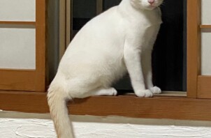 猫ちゃんレポート！ ウトウト眠たい保護猫 きなこ君