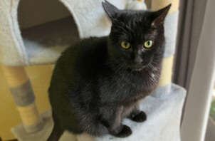 黒猫しおちゃんのペットシッター