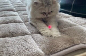柏市　猫のペットシッター