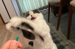 柏市　猫のペットシッター