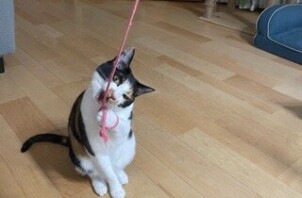 松戸市　猫のペットシッター