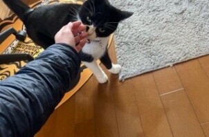 松戸市　猫のペットシッター
