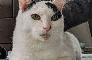 柏市　猫のペットシッター