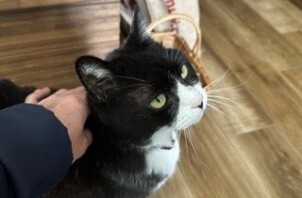 松戸市　猫のペットシッター