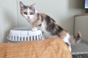 猫ちゃんのピッピちゃん
