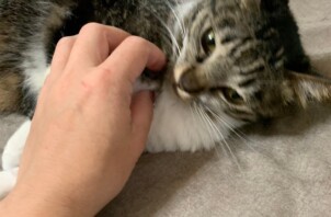 立川市のペットシッター日記・・・なずなちゃんのお留守番⭐️