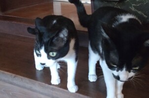 ブラザーキャッツ＋ワン