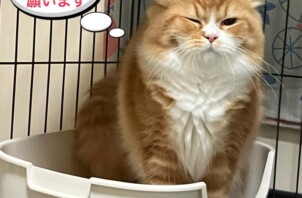 獣医師のいるペットシッター「病気のサインかも？」③ おしっこの回数
