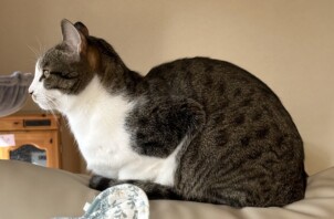 愛おしい猫ちゃん