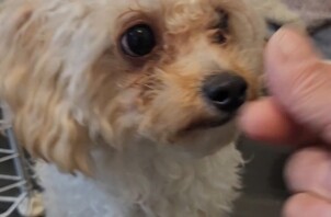 緊張気味です😼🐶