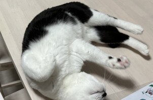 お鼻の下の模様がかわいらしい猫ちゃん