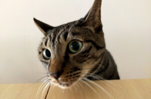 こたろうくんとわさびくん