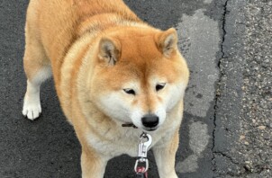 開業間もない頃（およそ1年前）