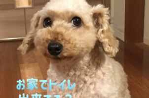 獣医のいるペットシッター「ワンちゃんのトイレ」編