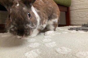 小動物のお世話　うなぎくん・ろくちゃん・もんちゃん