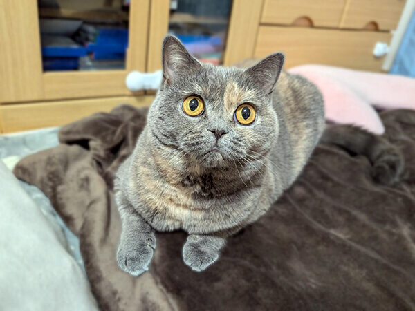 ブリティッシュショートヘア、ミックちゃんのペットシッター | ペット