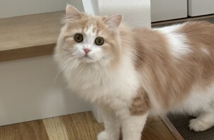 みおちゃん
