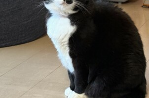 白黒猫ちゃん と 三毛猫ちゃん
