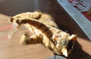 猫ちゃんの麦ちゃん