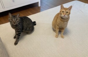 猫のお世話　モチくん・ハルくん
