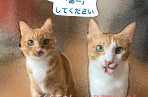 獣医師のいるペットシッター「病気のサインかも？④ 口の中の違和感」編