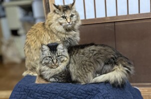 初めてのお宅でついて来てくれる長毛猫ちゃん