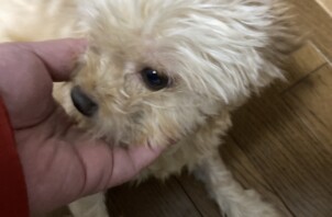 チワプーのココちゃんお世話 猫のチャコちゃん🐕🐈😁👋
