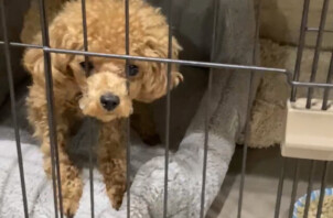 トイプードルのむぎちゃんのお世話🐩😄👋